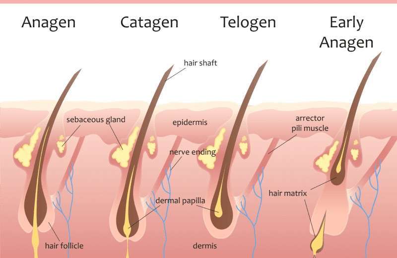 เครื่อง diode laser 808